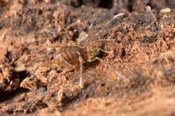Media type: image;   Invertebrate Zoology 151595